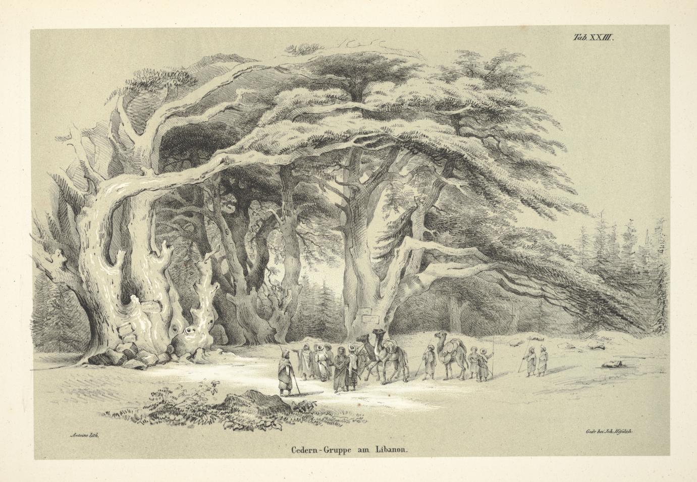 Franz Antoine: Cédruscsoport Libanonban, litográfia Carl von Hügel rajza alapján (megjelent a Die Coniferen című 1840-es könyvben, XXIII. tábla)